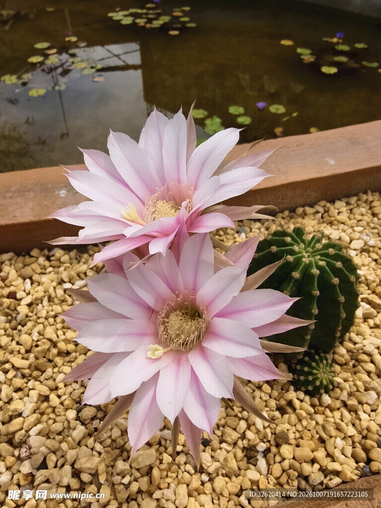 盛开的粉色仙人球花