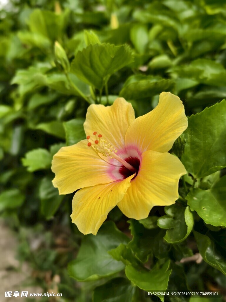 黄色朱槿花特写