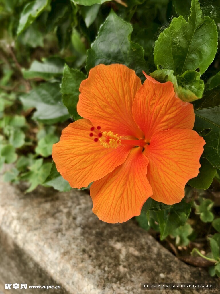橙色朱槿花特写