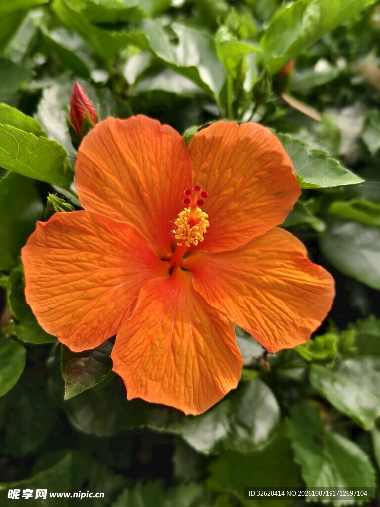 橙色朱槿花特写