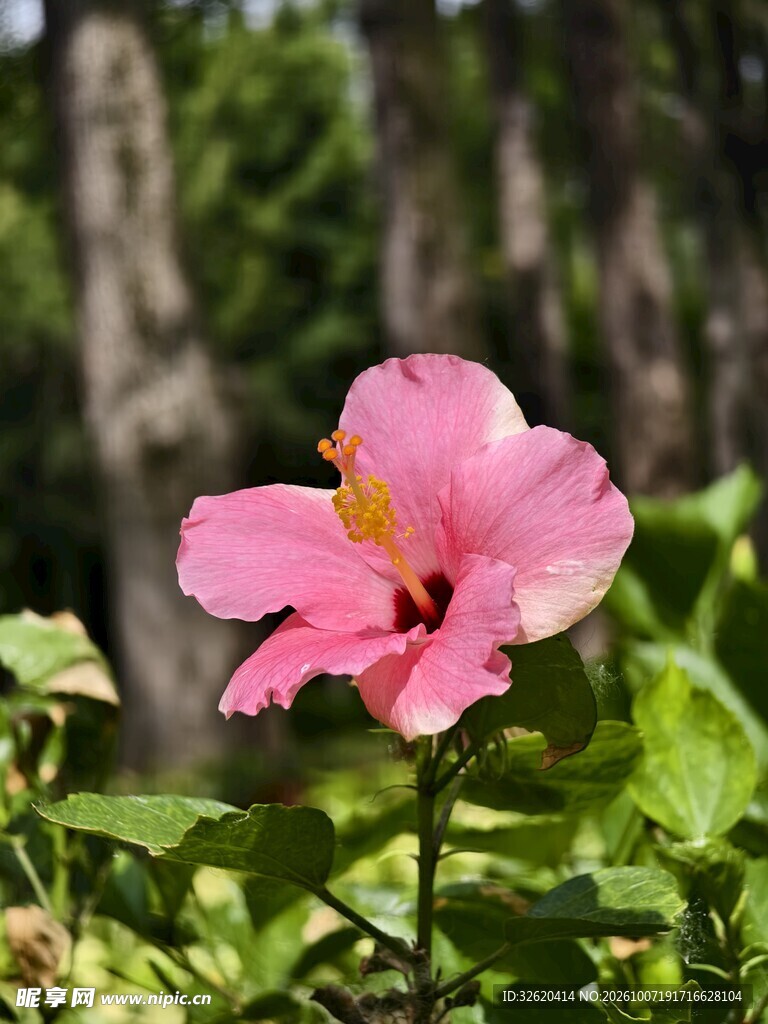 粉色扶桑花户外特写