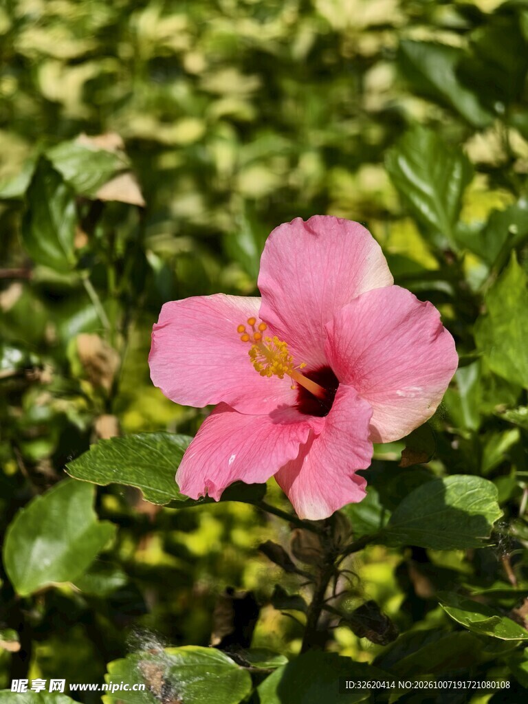 绿叶丛中粉色扶桑花