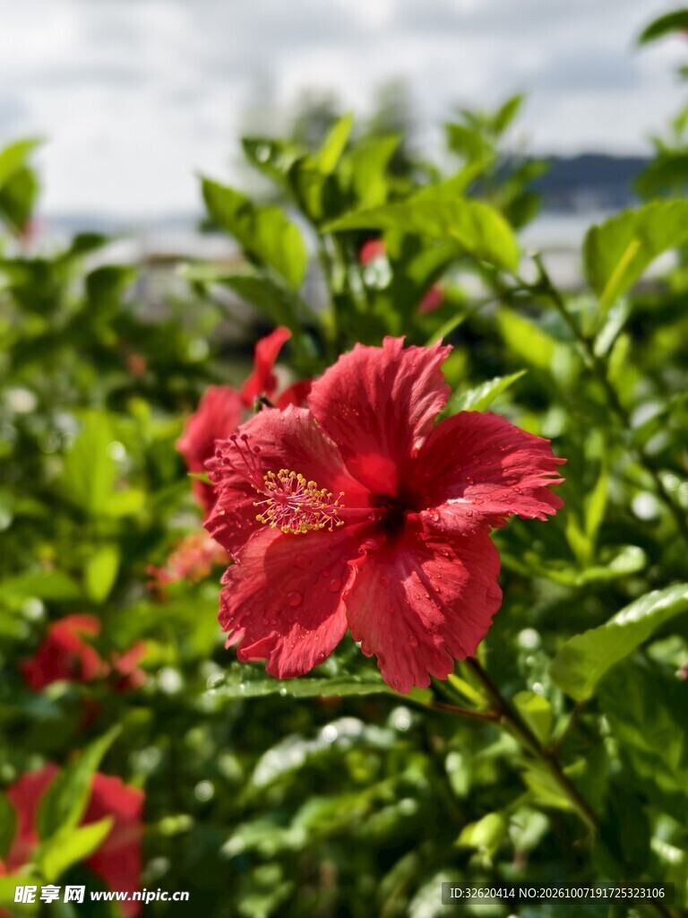盛放的红色朱槿花