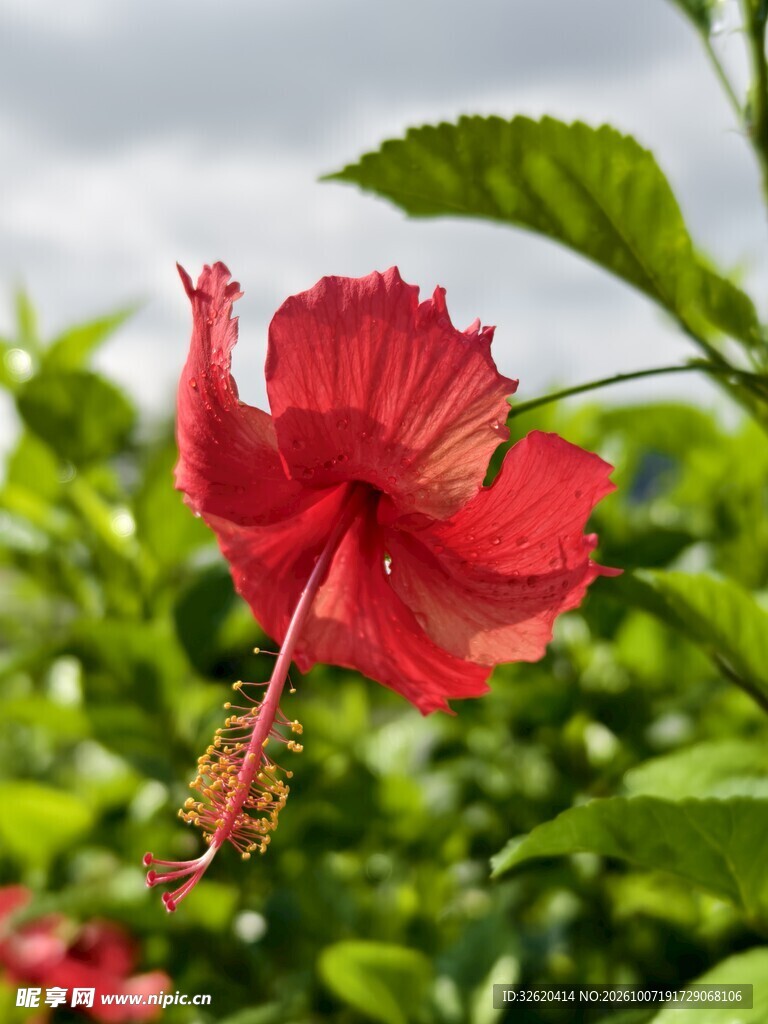 户外红色朱槿花特写