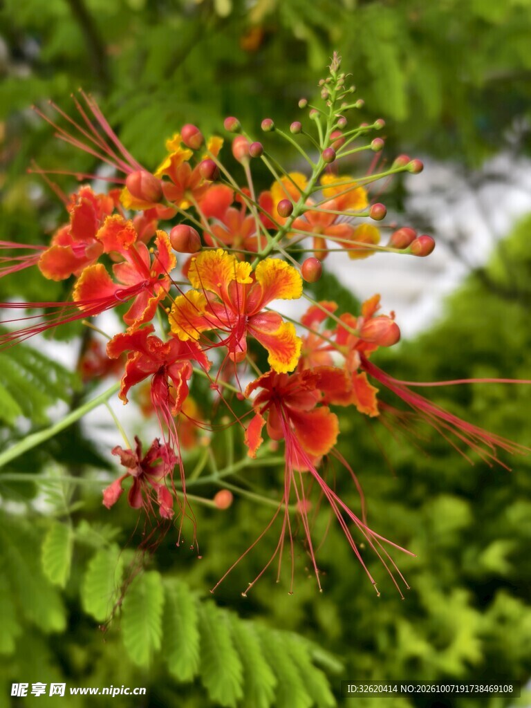 艳丽洋金凤花簇