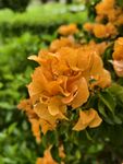 橙黄花卉绿植背景特写