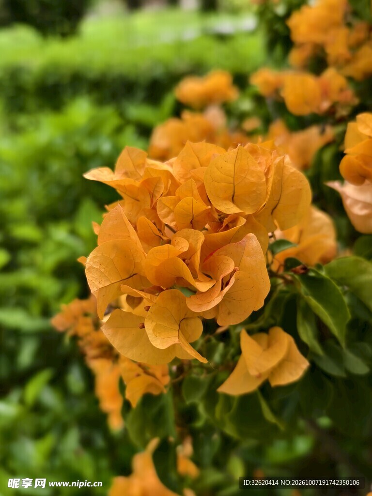 橙黄花卉绿植背景特写