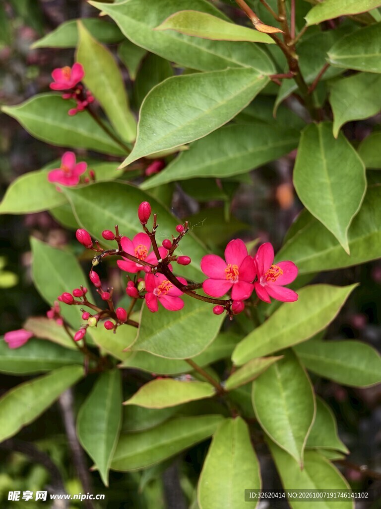 红花绿叶琴叶珊瑚