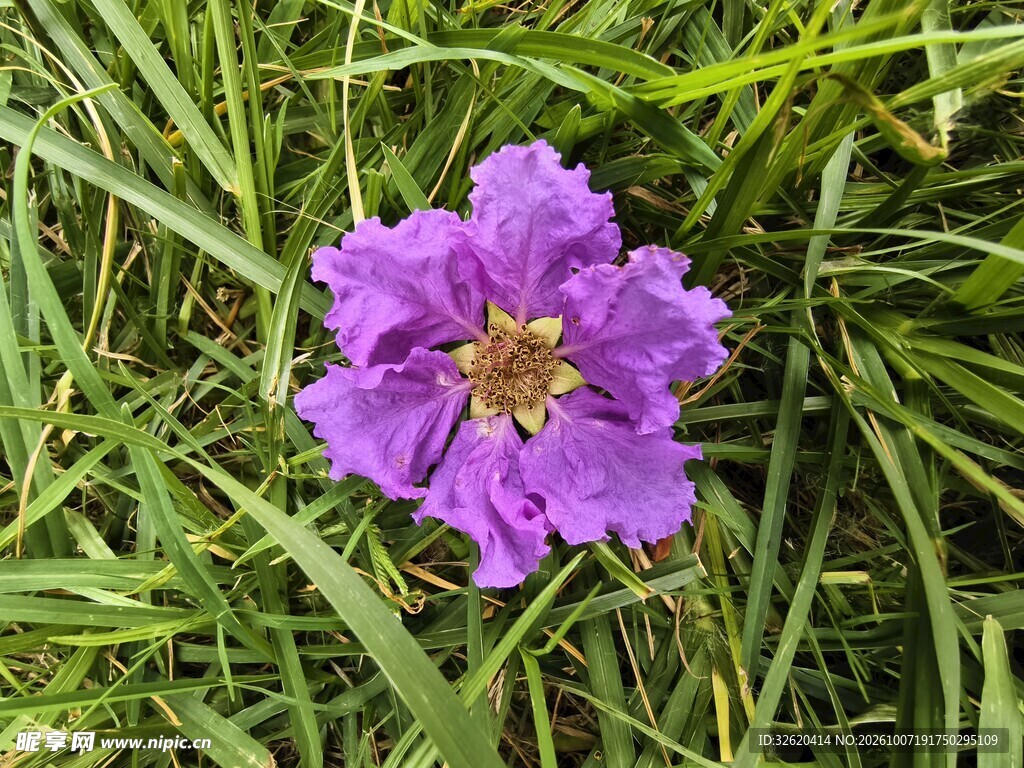 草丛中的紫色小花