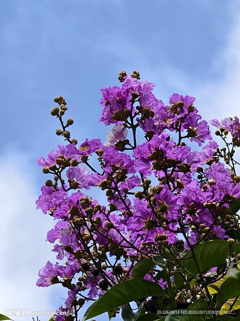 蓝天下的紫色花簇