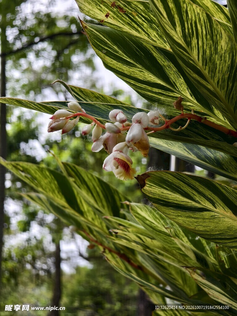 林间野生草本花卉
