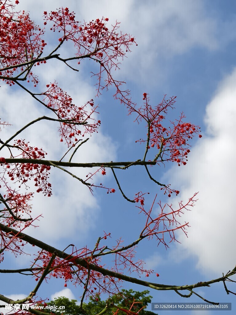 晴空下的粉色花枝