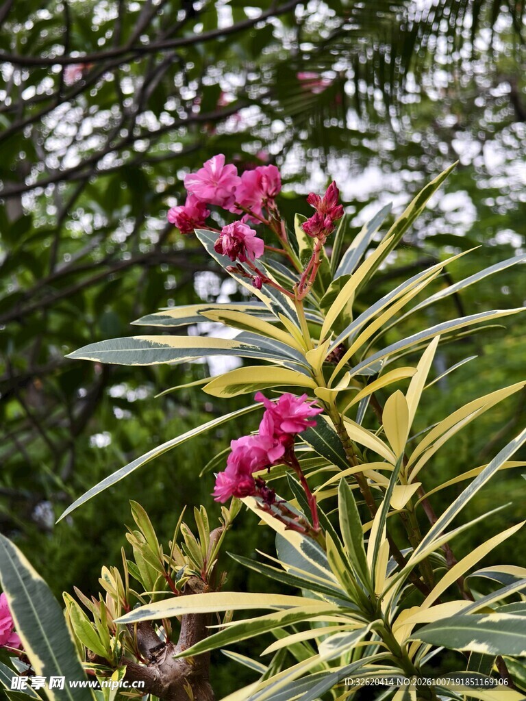粉花夹竹桃植株特写