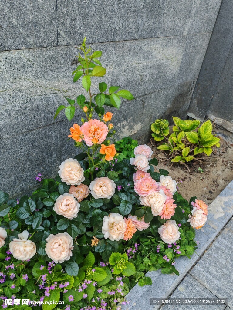 墙边盛放的月季花丛