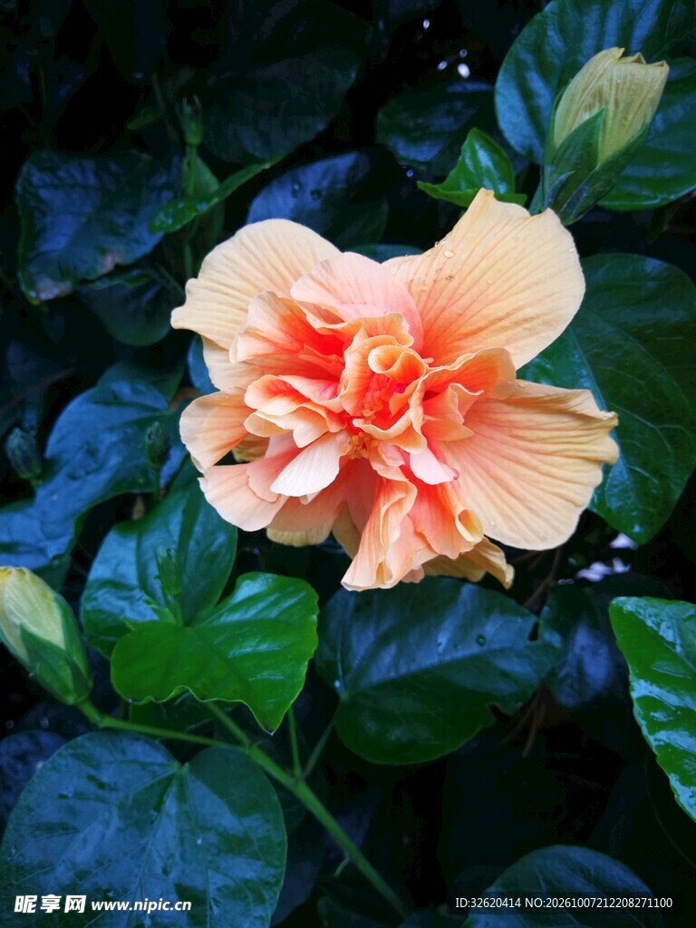 浅橙重瓣朱槿花