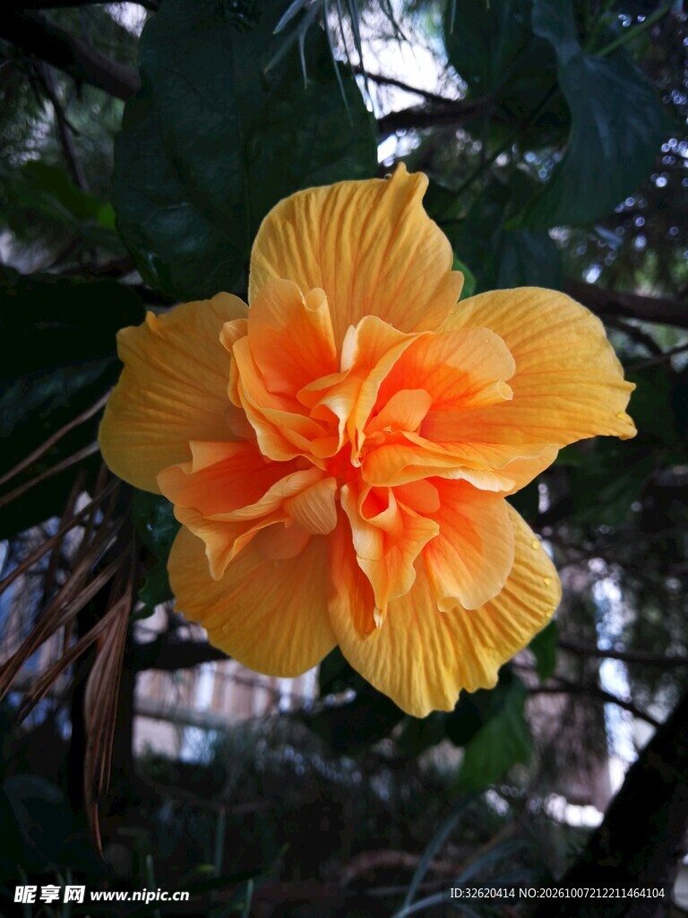 黄色重瓣朱槿花