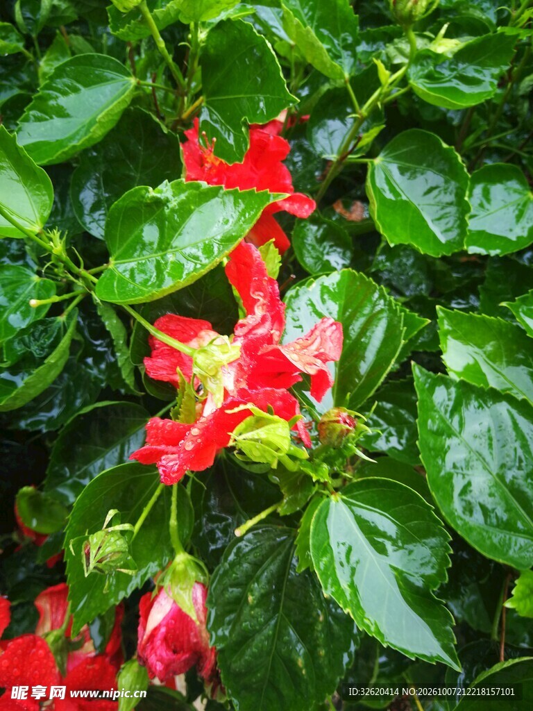 绿叶间的红色朱槿花