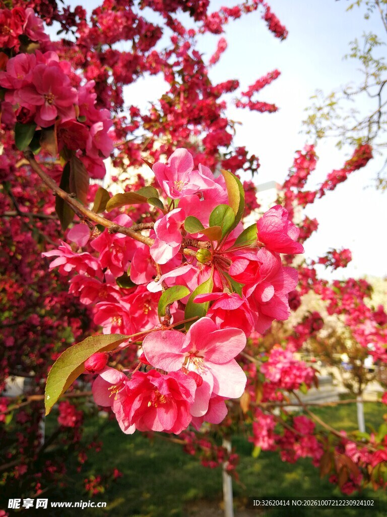 春日红花满枝盛放