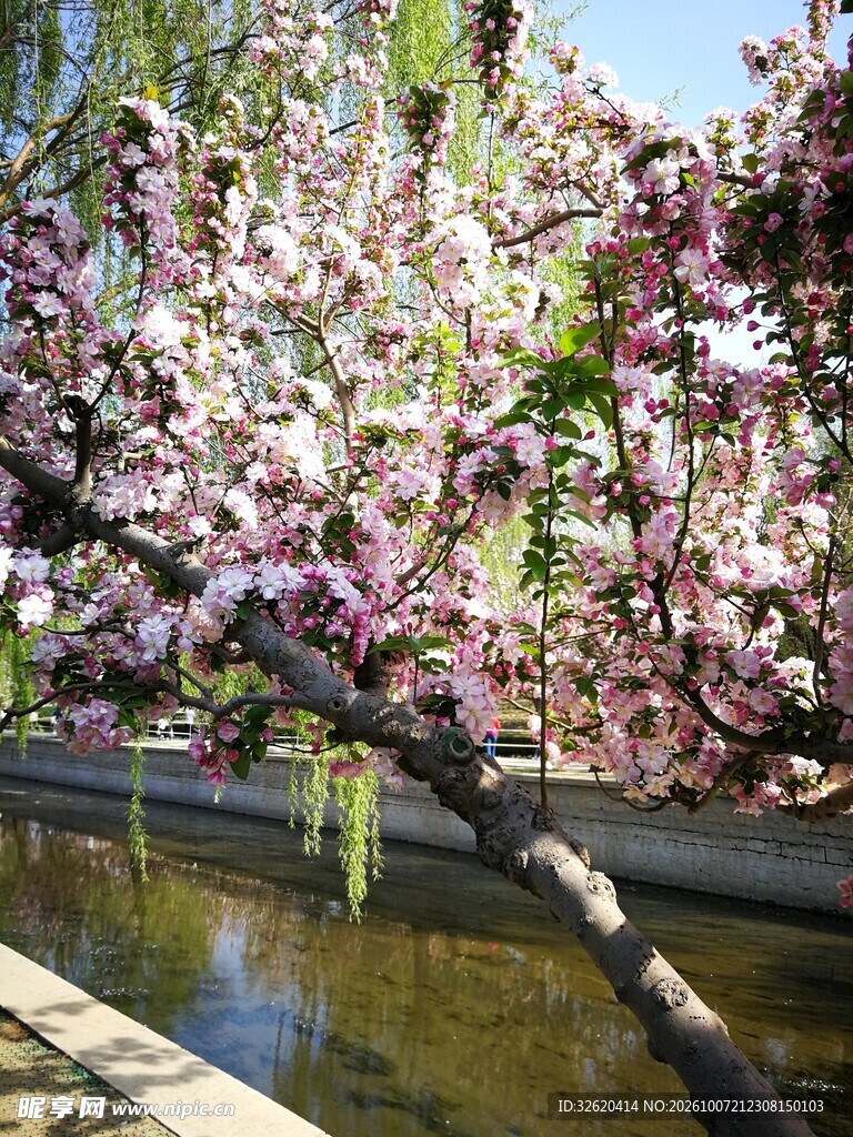 春日水边花树盛景