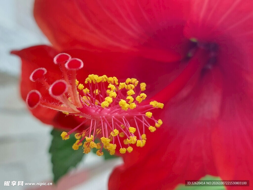 红色朱槿花蕊特写