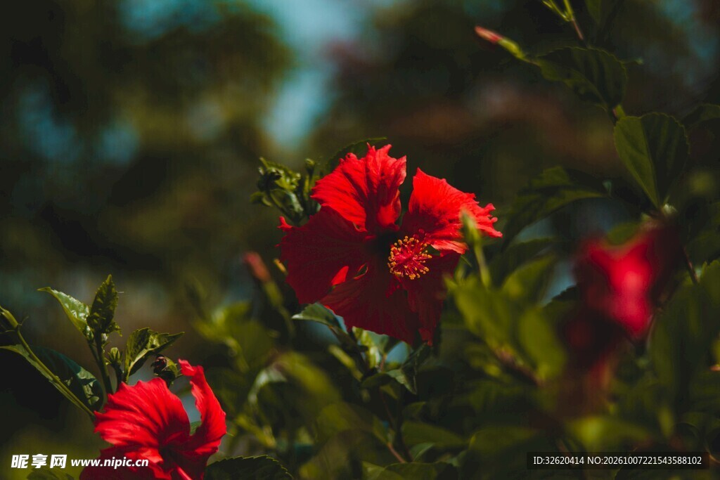 朦胧红色花卉特写