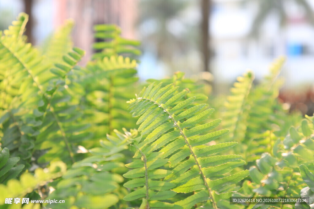 翠绿蕨类绿植特写