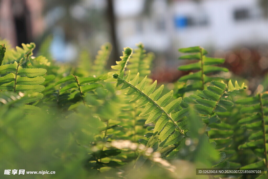 清新虚化绿植景致
