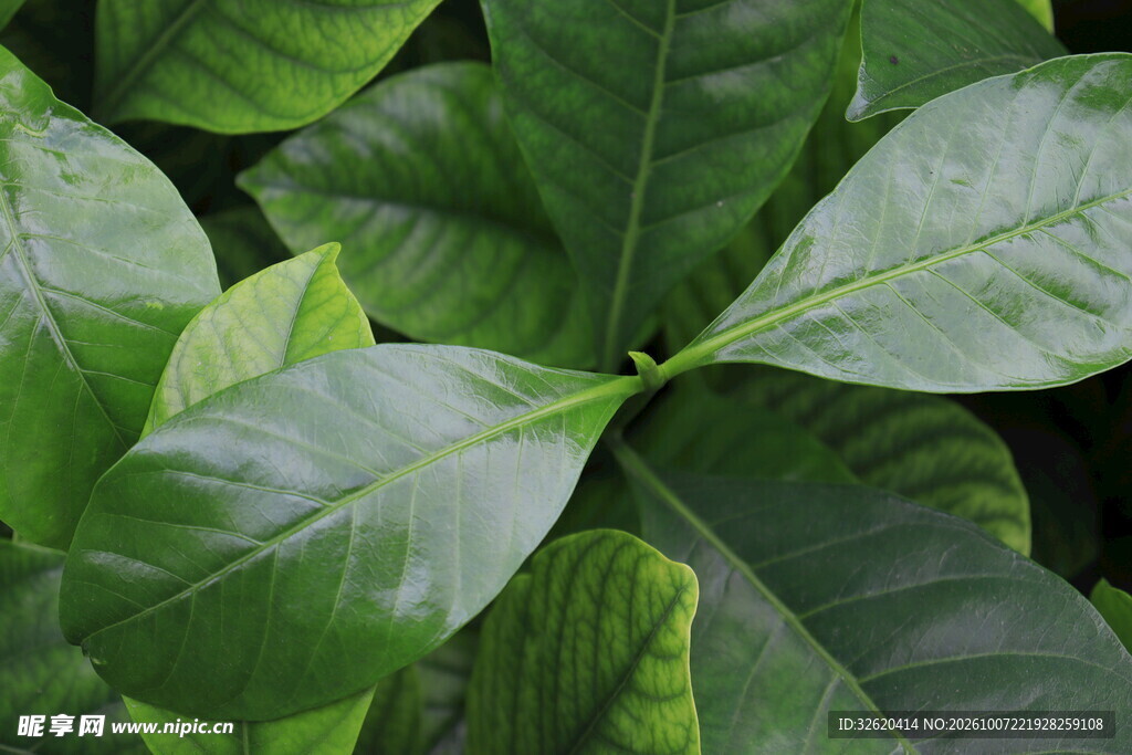 鲜绿植物叶片特写