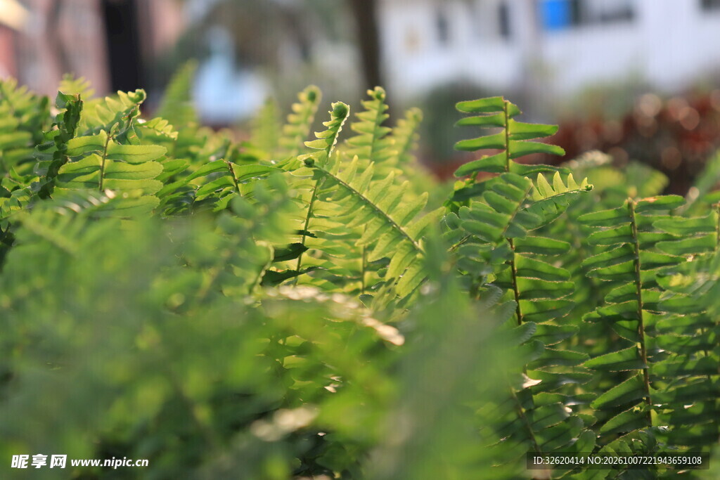 翠绿羽状绿植特写