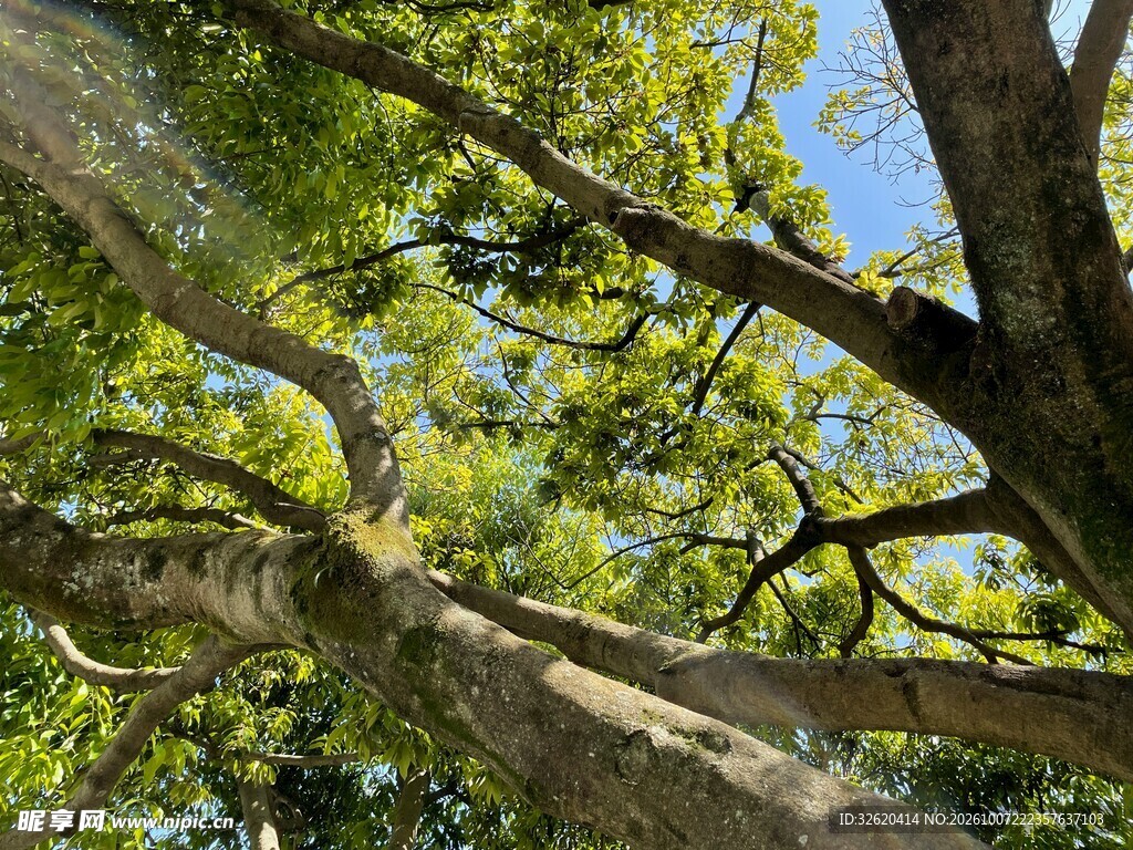 仰拍大树葱郁枝叶