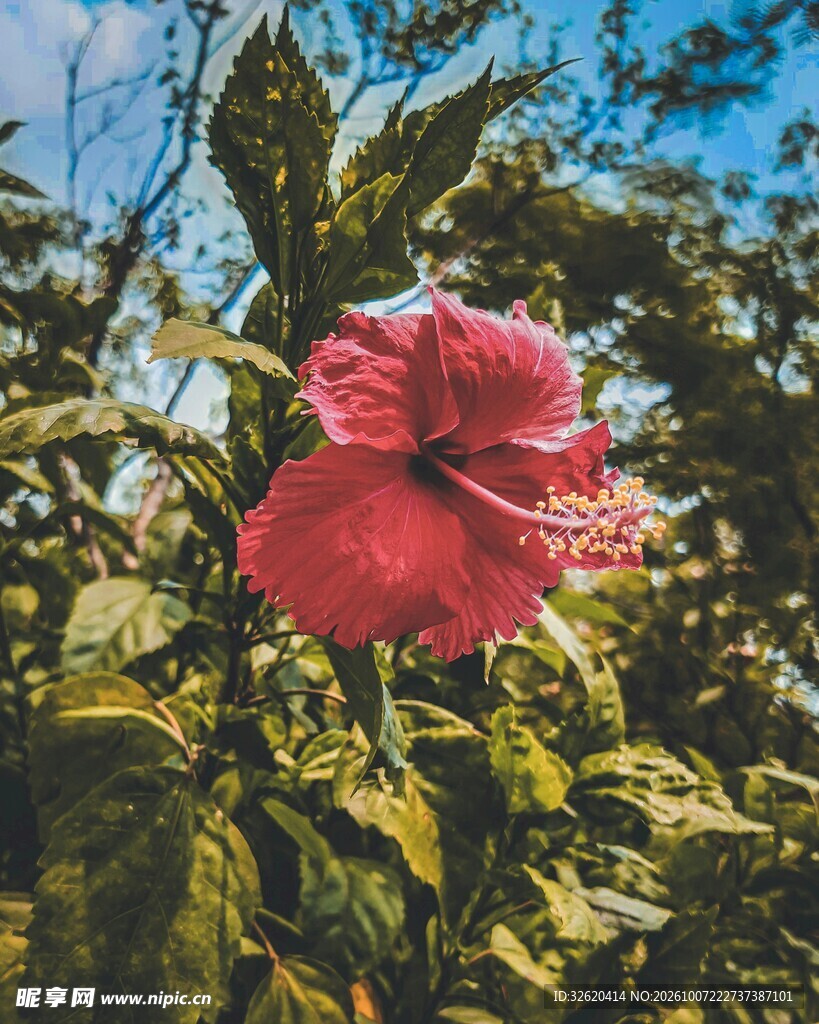 阳光下的红色扶桑花
