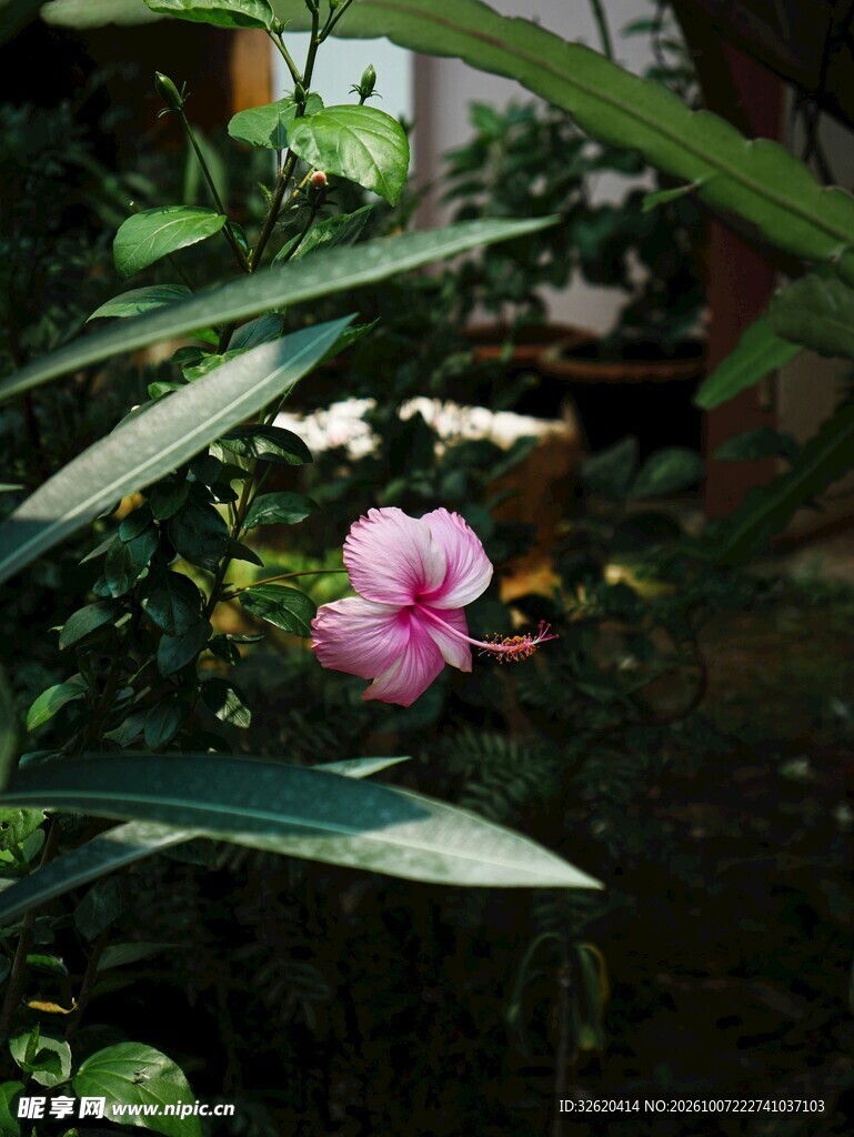 绿植间的粉色小花