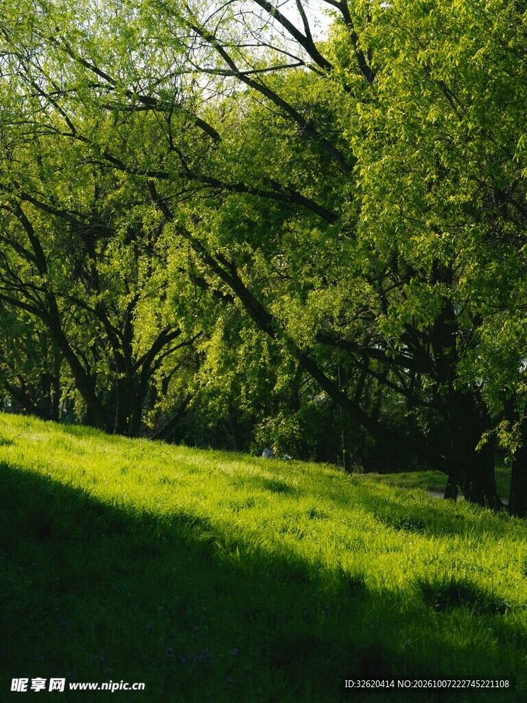 林间草地清新自然风景