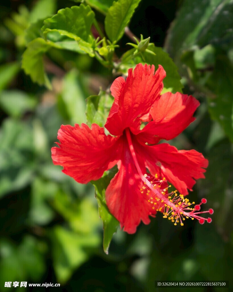 红色扶桑花特写