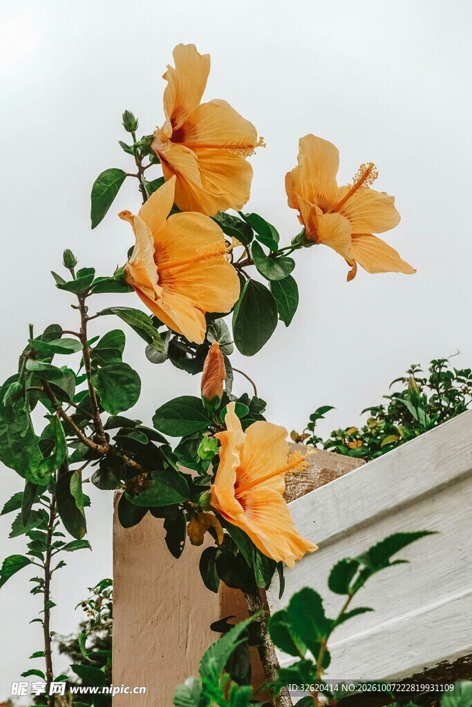 明黄扶桑花枝头绽放