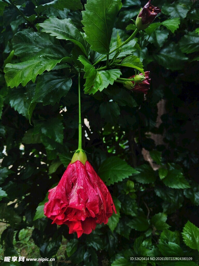 垂吊红色扶桑花
