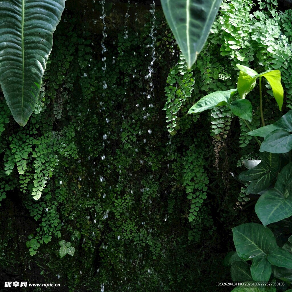 热带雨林茂密绿植