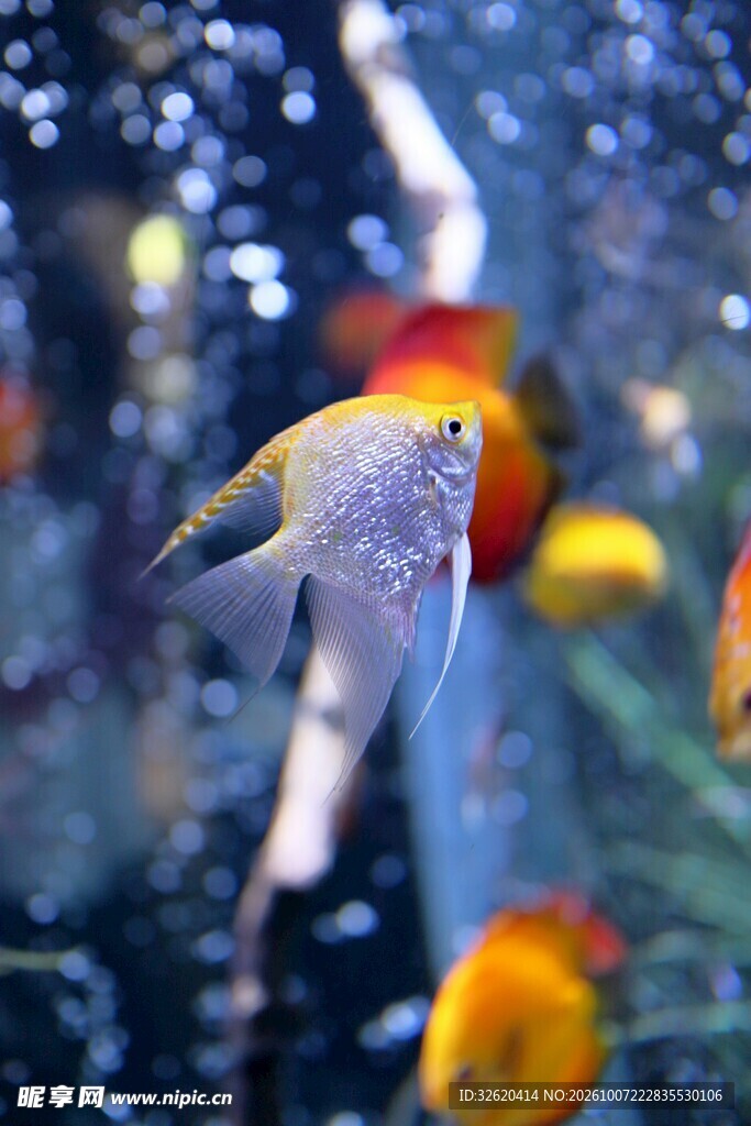 水族箱里的神仙鱼