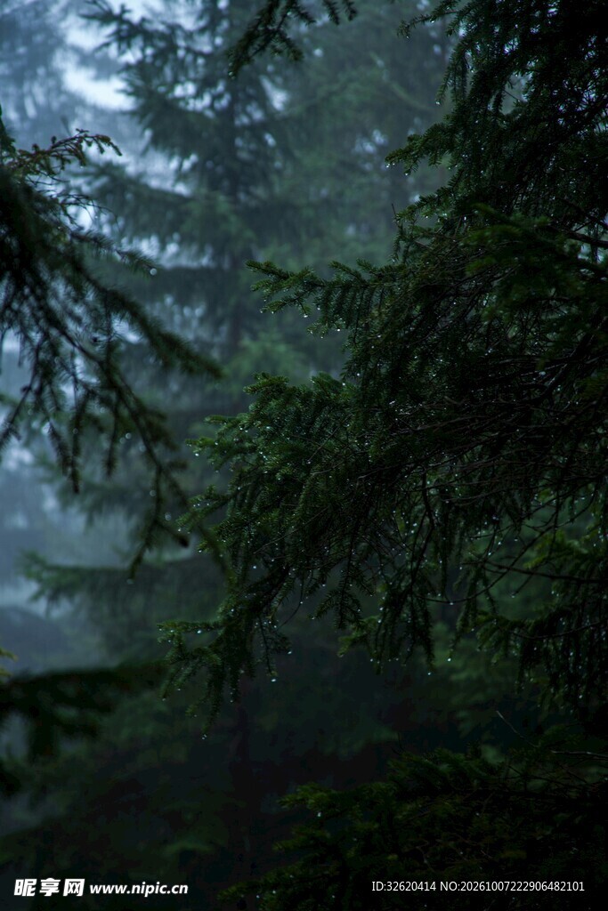 阴天林间朦胧景色