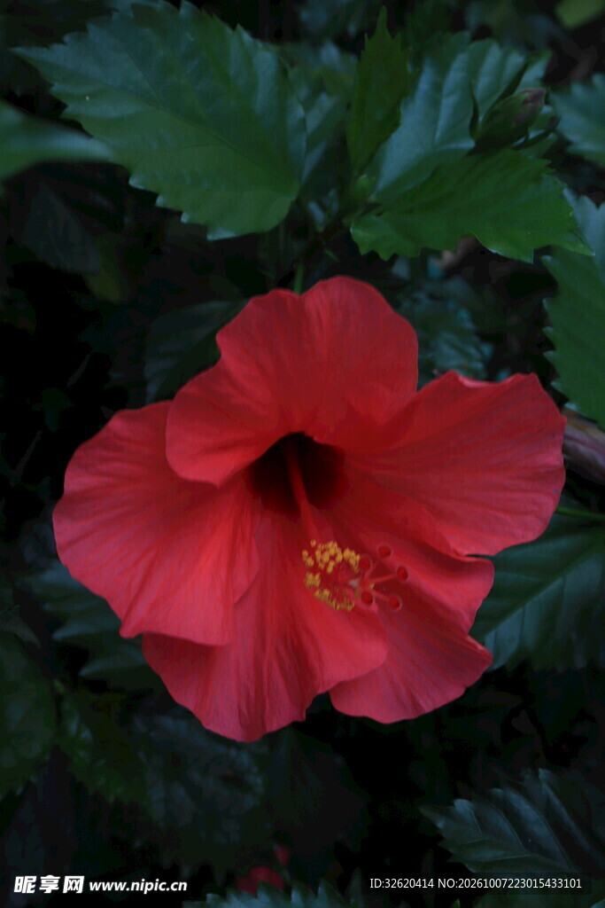 红色朱槿花特写