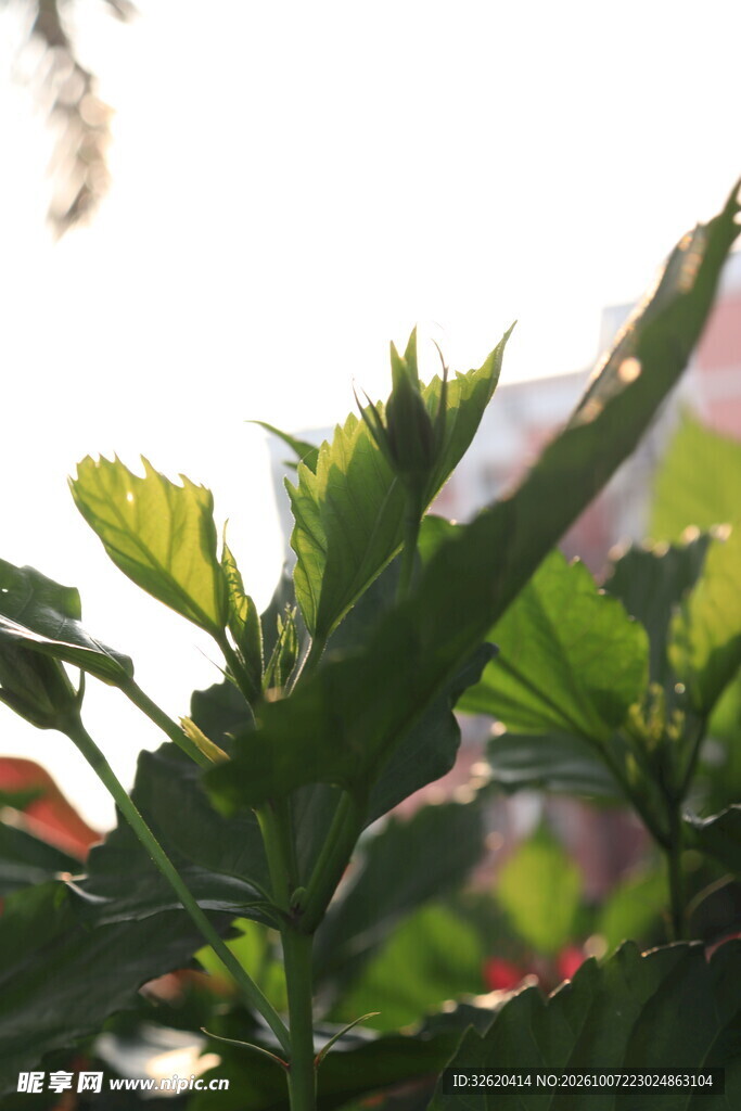 阳光下的绿植叶片