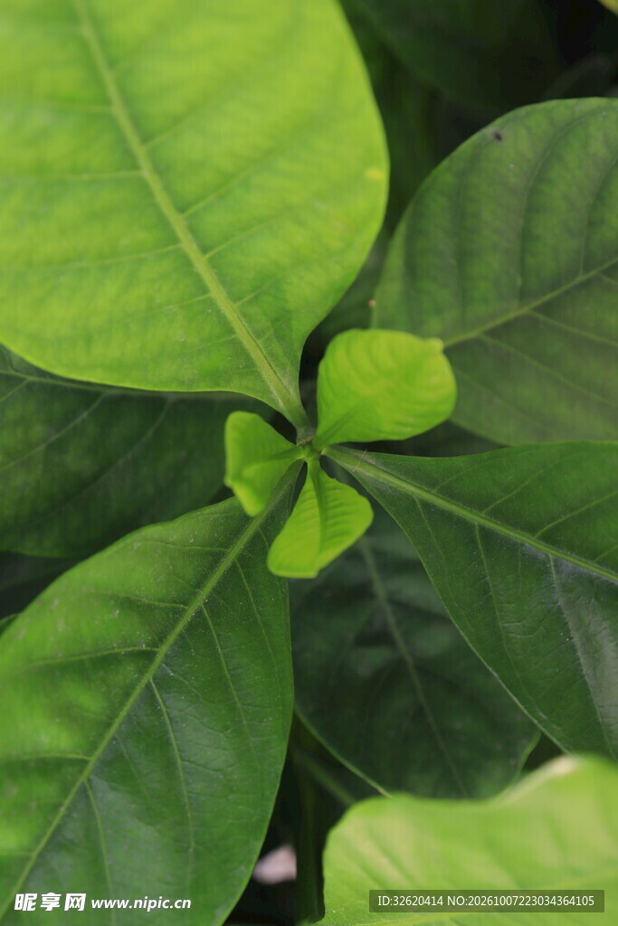 清新绿植叶片特写