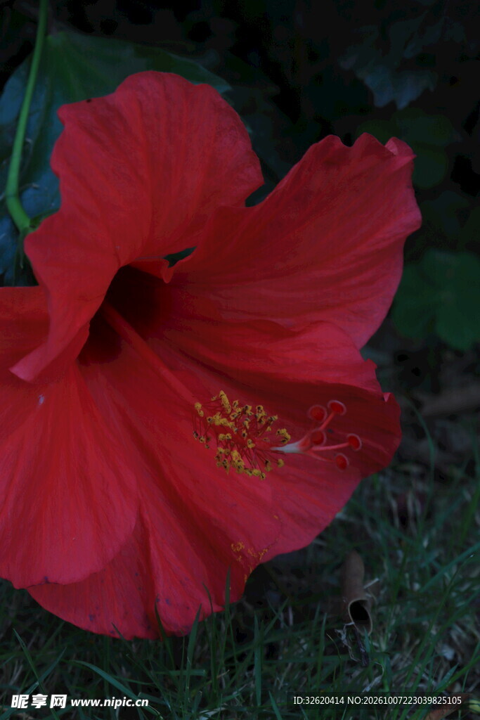 红色扶桑花特写
