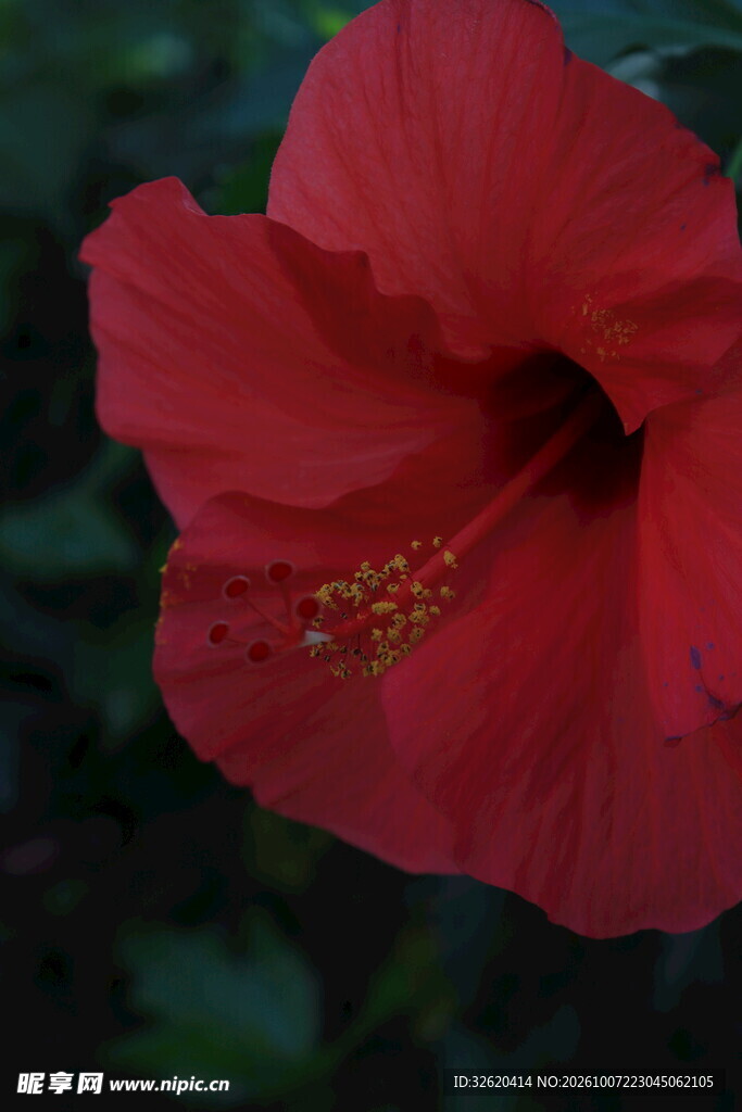 红色朱槿花卉特写