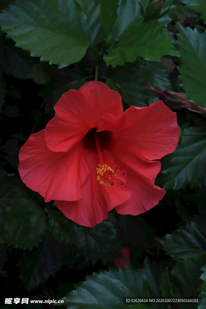 红色朱槿花特写