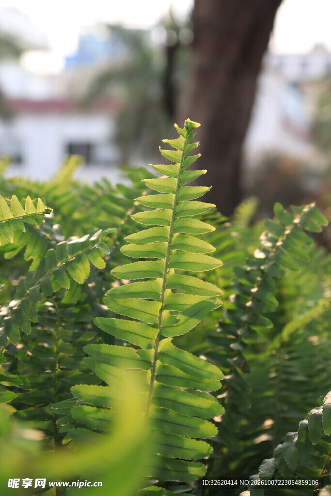 翠绿蕨类植物特写