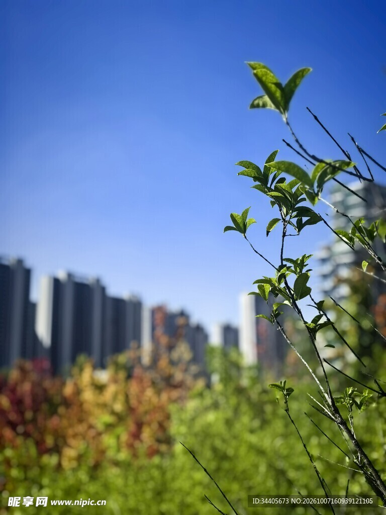 城市春日晴空新绿