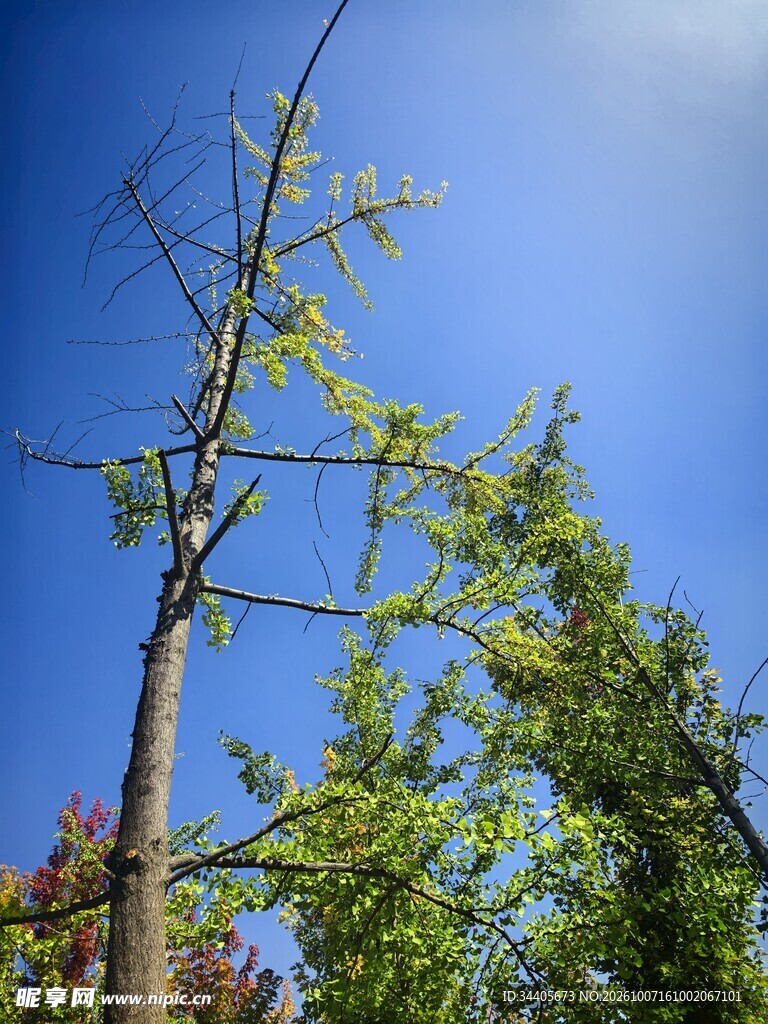 蓝天下的春日幼树