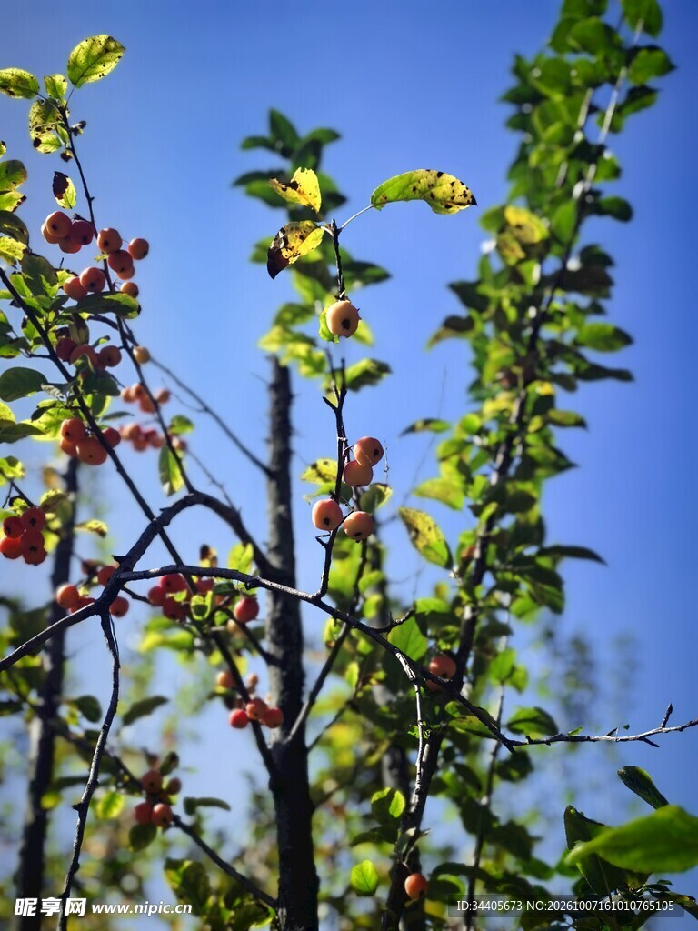 蓝天映衬下的绿植枝丫
