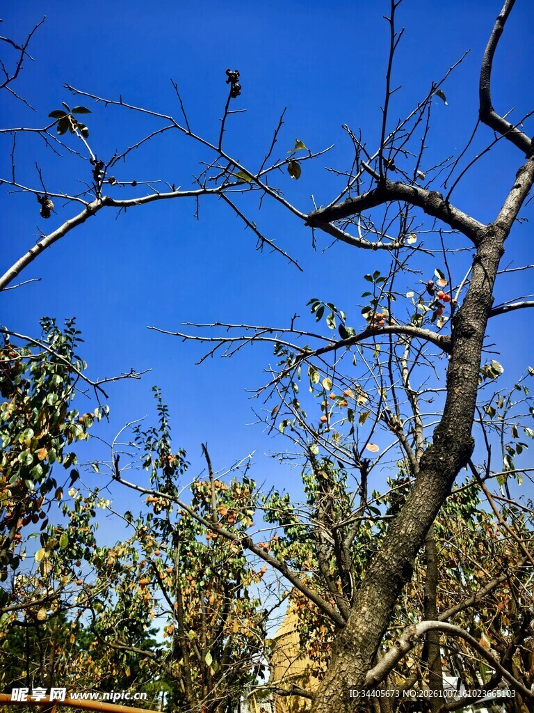 晴空下的树木枝桠